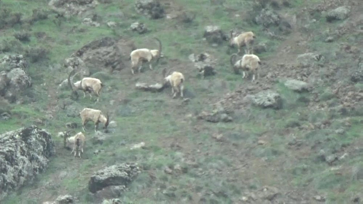 Yaban keçileri sürü halinde görüntülendi