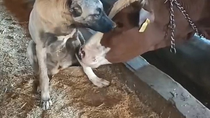 Yalnız kalan yavru kangala inek sahip çıktı