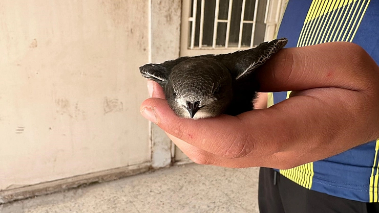 Yaralı halde bulunan ebabil kuşu doğa koruma ekiplerine teslim edildi
