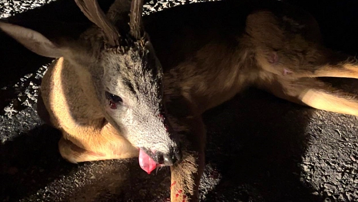 Yaralı karaca tedavi altına alındı