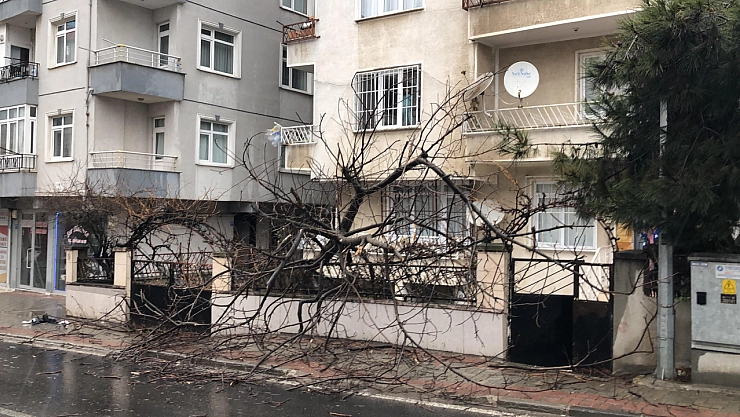 Yarım asırlık ağaç, yoldan geçen aracın üzerine devrildi