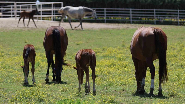 Yaşları küçük, değerleri milyon