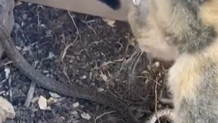 Yavru kedilerin yılanla oyunu