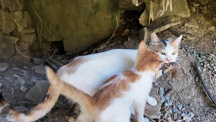 Yavrusuna av getiren anne kedi