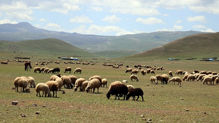 Yayla ve meralar aydınlanıyor! Üretici jeneratör desteğiyle rahat nefes alacak