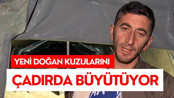 Yeni doğan kuzularını çadırda büyütüyor