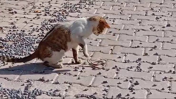 Yılanla fare gibi oynadı