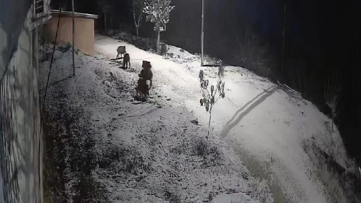 Yiyecek arayan domuz sürüsü kameraya yakalandı