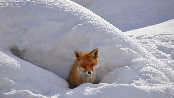 Tilki vatandaşa komşu oldu