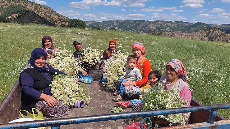 Yöresel türküler eşliğinde topluyorlar... Hasat başladı