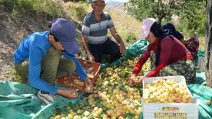 Yüksek fiyata satıyor 