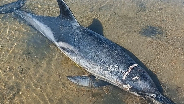 Sahilde Ölü Yunus Balığı Bulundu