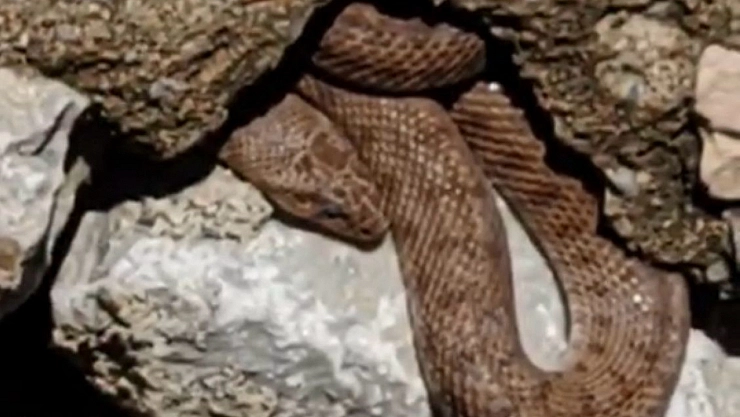 Yılan esnafı korkuttu