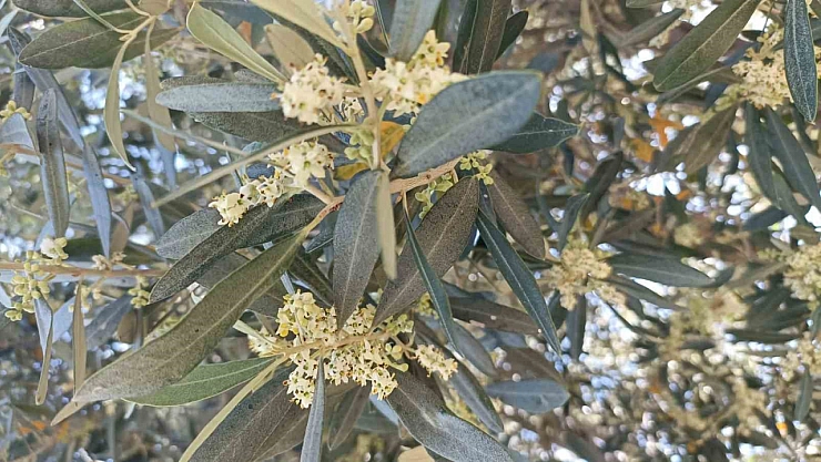 Zeytin üreticileri uyarıldı! Dikkat edilmezse...