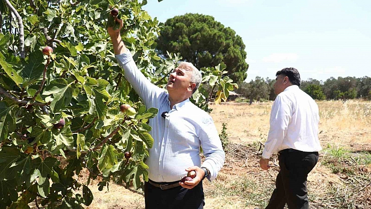 Zeytinlikler arasındaki 'bal'lı lezzet: Havran siyah inciri