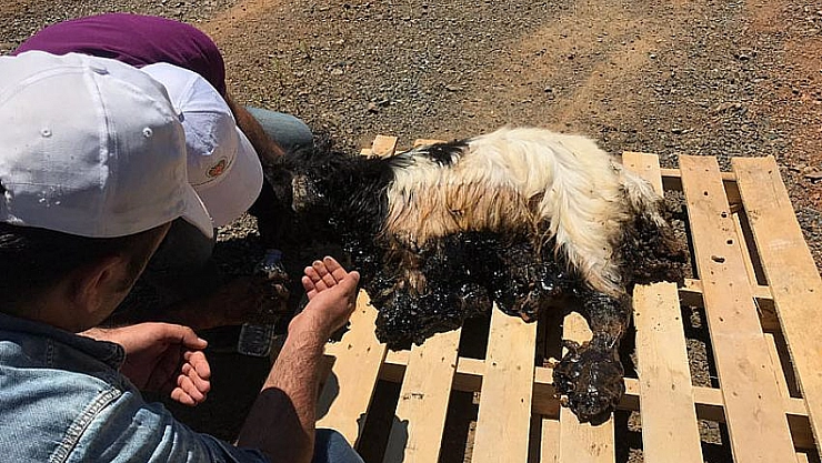 Zifte yapışan keçi 