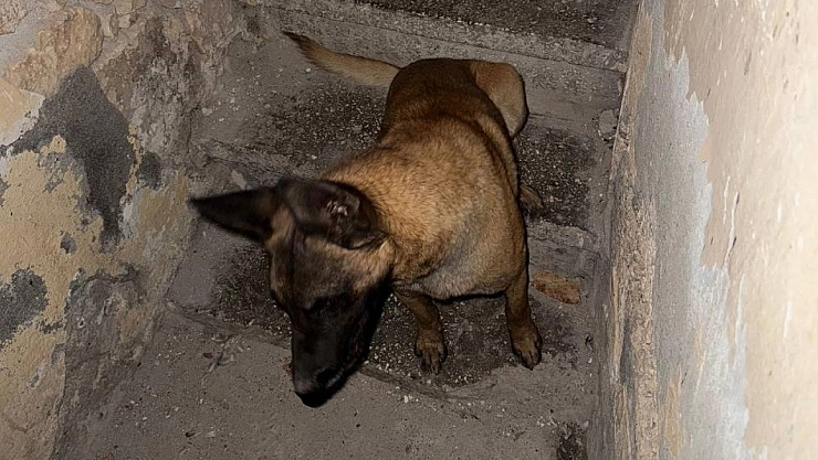 Zincirsiz köpek yoldan geçen adama saldırdı!