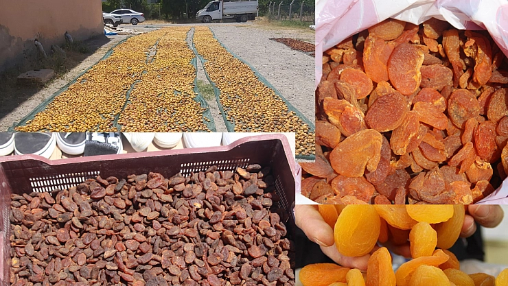 Zirai don kayısı ihracatını vurdu… | 7 dolara düştü!!!