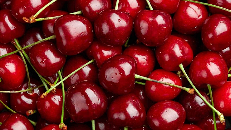 Zirai don kirazı vurdu, 61 bin ton ihracat kaybı yaşandı
