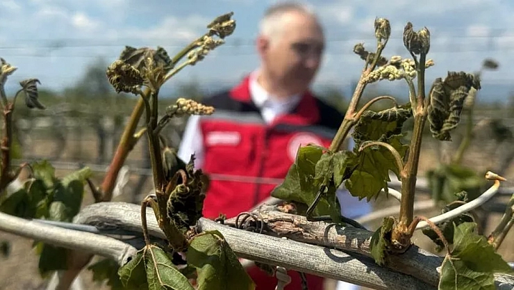 Zirai don ödemeleri Malatya'da çiftçileri mağdur etti! Ödeme alamayanlar mı var?