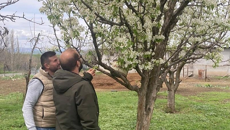 Zirai don sonrası hasar tespit çalışmaları sürüyor