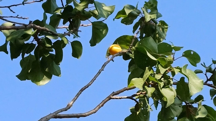 Zirai Don Sonrası Şaşırtan Tablo: Kayseri'de 2, Nevşehir'de 1, Malatya'da sadece bir ilçesinde var