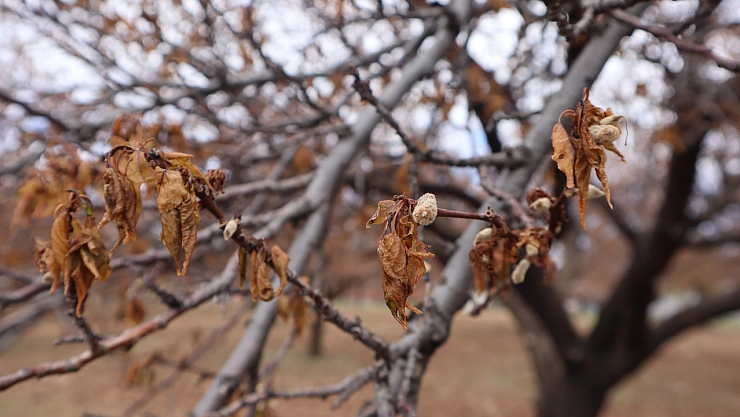 Zirai dondan etkilenen çiftçiye ödeme ne zaman yapılacak?