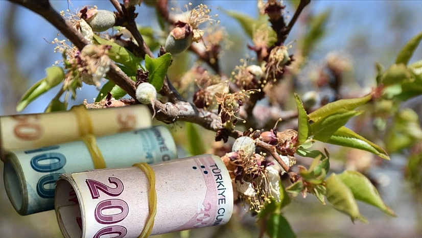 2025'e damga vurdu: Zirai don hasar faturasında başı çekti