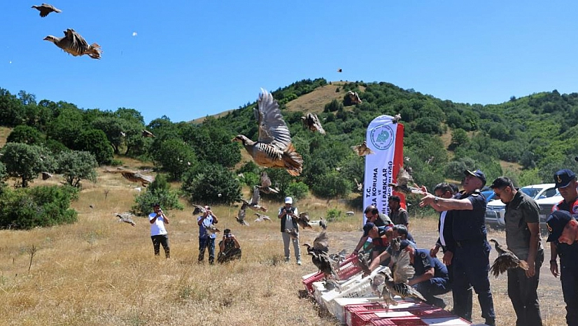 500 keklik doğaya salındı