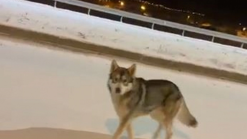 Aç Kalan Kurt İlçe Merkezine İndi