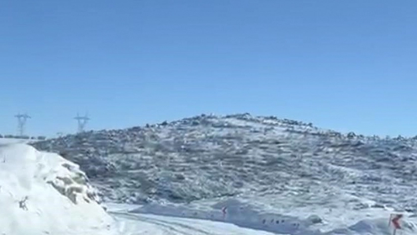 Aç kalan kurt ve domuz sürüsü yerleşim yerine indi