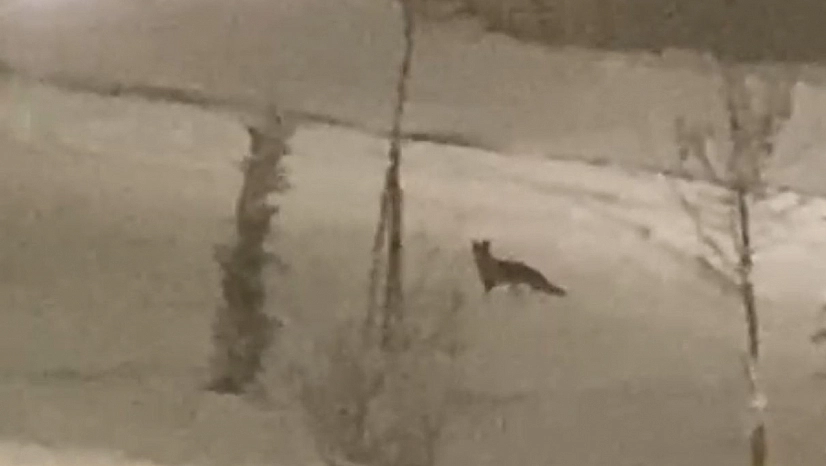 Aç kalınca şehir merkezine indi