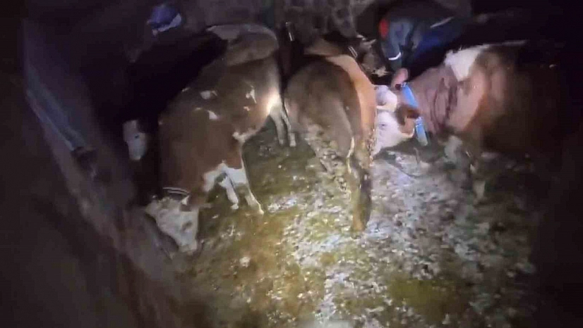 Ahır çöktü, 3 büyükbaş hayvan telef oldu