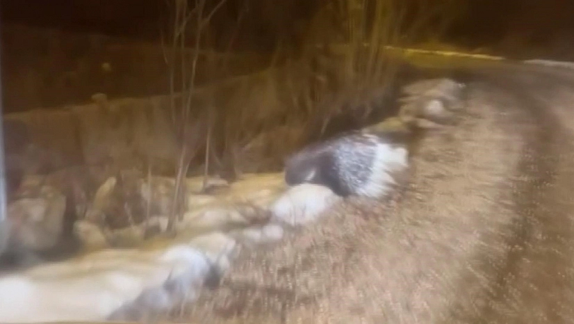 Afrika'nın tehlikeli kirpisi görüntülendi