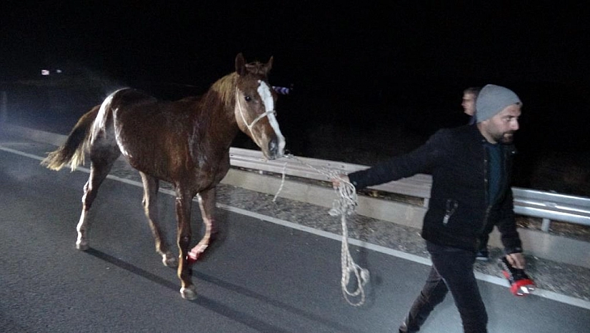 Malatya'da firari atlar için soruşturma