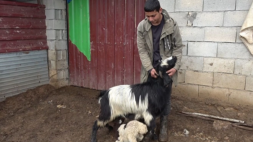 Annesinin kabul etmediği kuzuyu keçiler sahiplendi