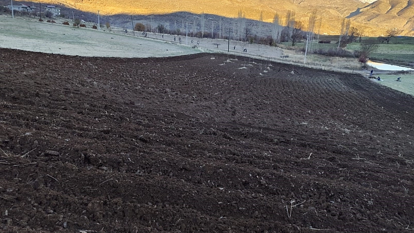 Arpalar kar yağmadan toprakla buluşuyor