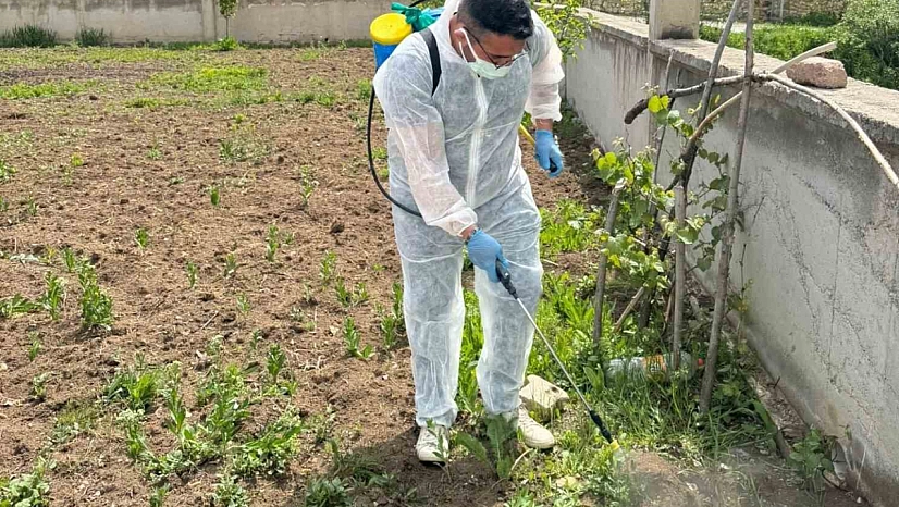 Aydıntepe'de yabancı ot mücadelesi başlatıldı
