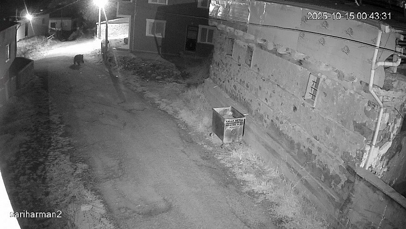 Ayıların uykusu kaçtı: Yerleşim yerlerine dadandı