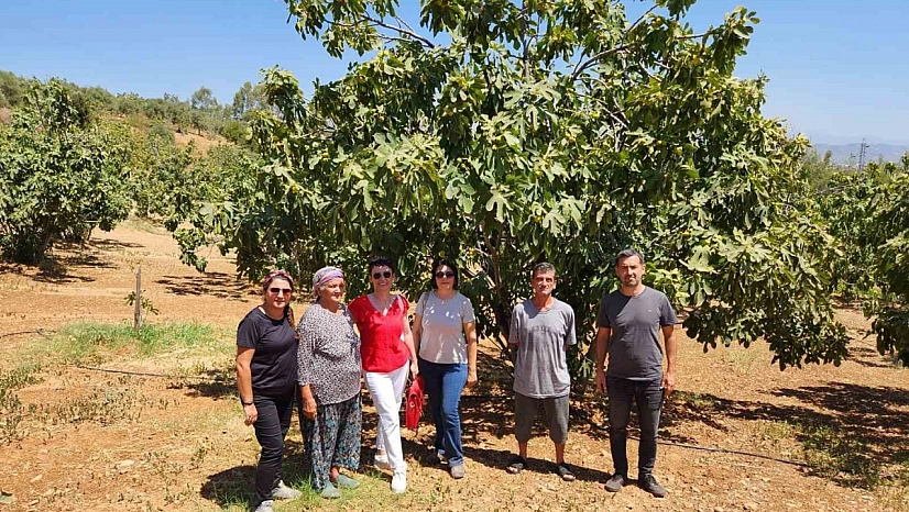 AYTO'dan Aydın inciri için 'Coğrafi İşaret' denetimi