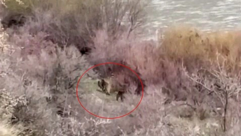 Balıkçının karşısına ayı çıktı