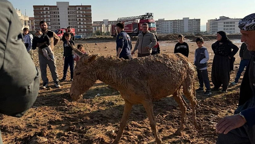 Bataklığa saplanan eşekler kurtarıldı
