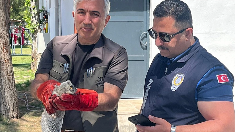 Battalgazi Belediyesi yavru baykuş için seferber oldu