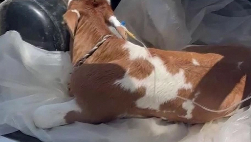Buzağıyı kendi aracıyla veterinere yetiştirdi