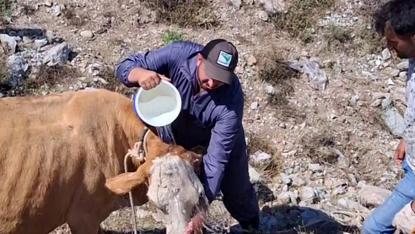 Çukura düşen gebe inek vinçle kurtarıldı