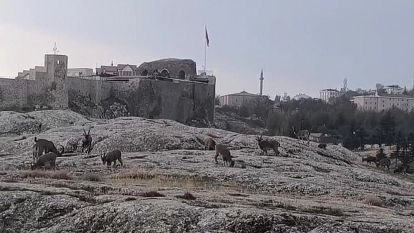 Dağ keçileri sürü halinde ortaya çıktı