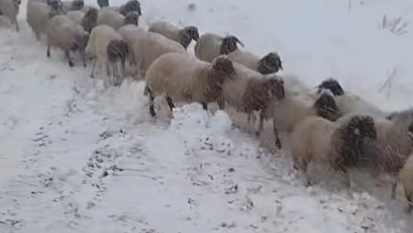 Dağda mahsur kalan çoban ve hayvanlar kurtarıldı