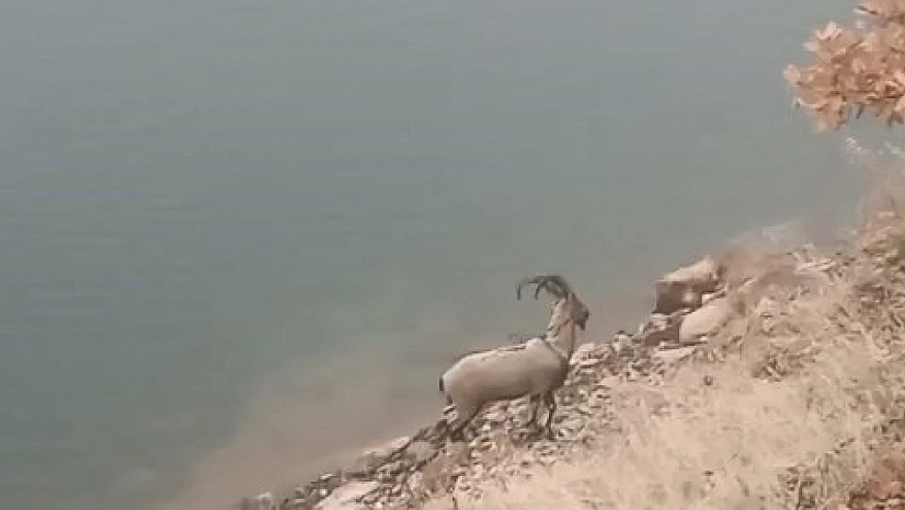 Dağların hakimi bu kez gölde görüldü!