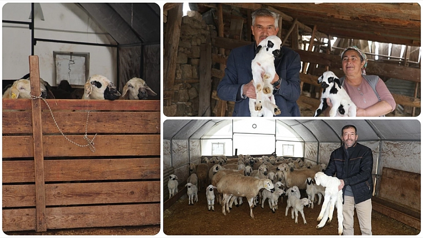 Depremde ağılları zarar gören besicilere çadır ve hayvan desteği