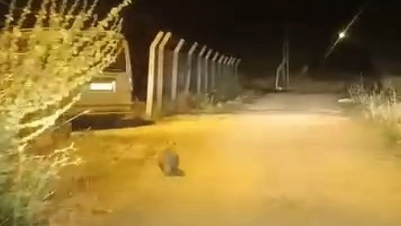 Elazığ'da bir porsuk kameralara takıldı